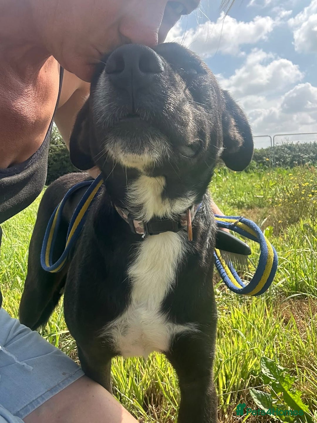 Mixed Breed dogs for adoption: Vito - Norwich Norfolk  - Image 10