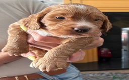Cocker Spaniel dogs for sale: Working Cocker Spaniel Puppies - Image 7