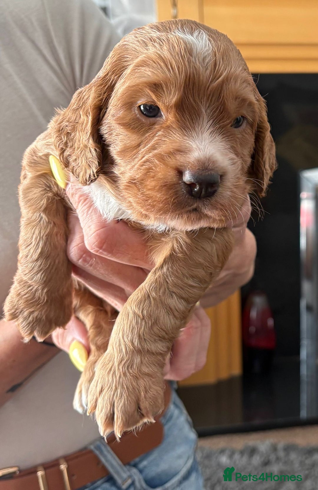 Cocker Spaniel dogs for sale: Working Cocker Spaniel Puppies - Image 7