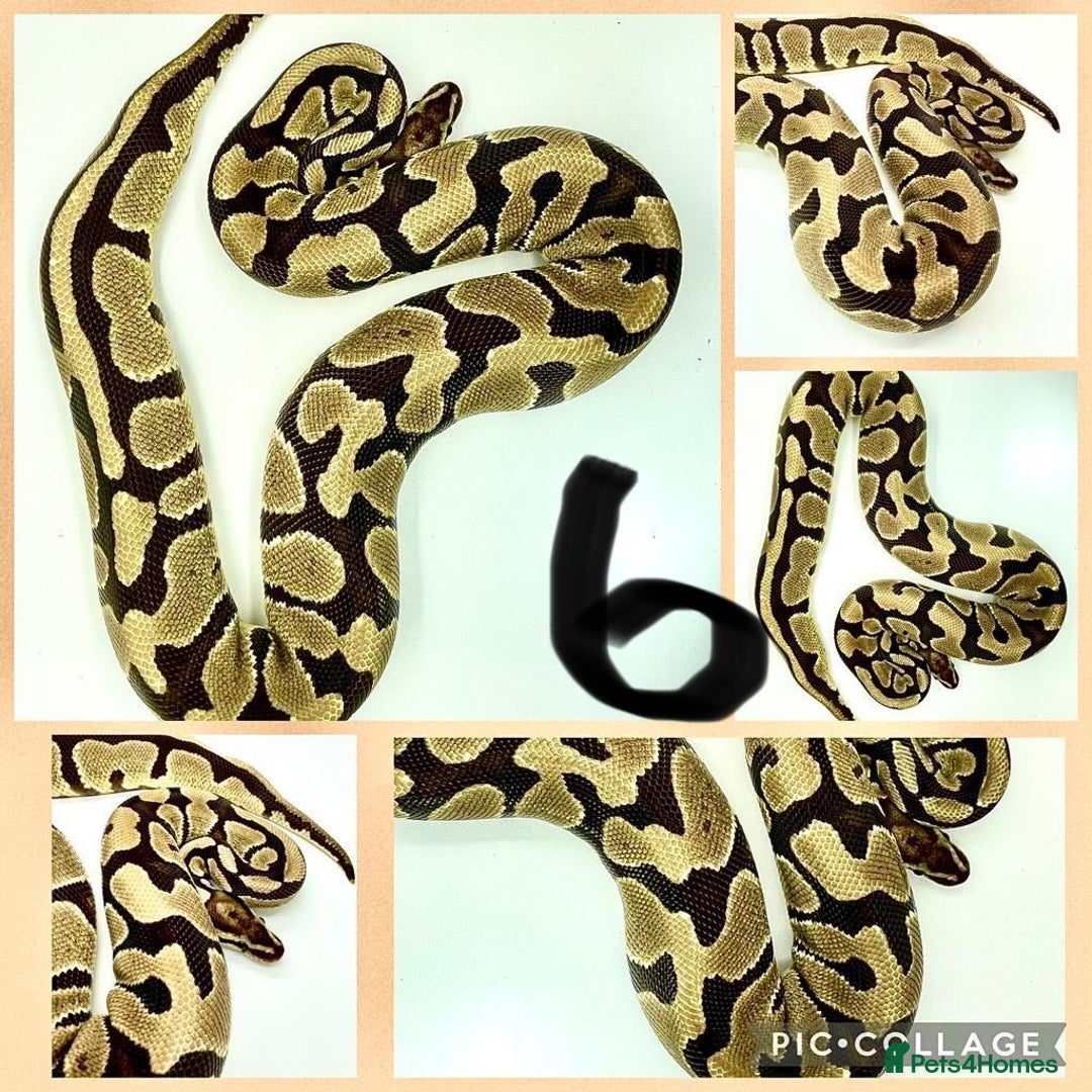 Python Snake reptiles for sale: Collection of ball pythons  - Advert 6