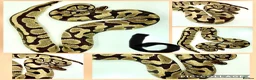 Python Snake reptiles for sale: Collection of ball pythons  - Advert 4