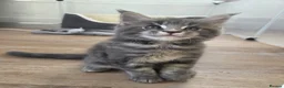 Maine Coon cats for sale: Beautiful little of Maine Coon kittens  - Advert 7