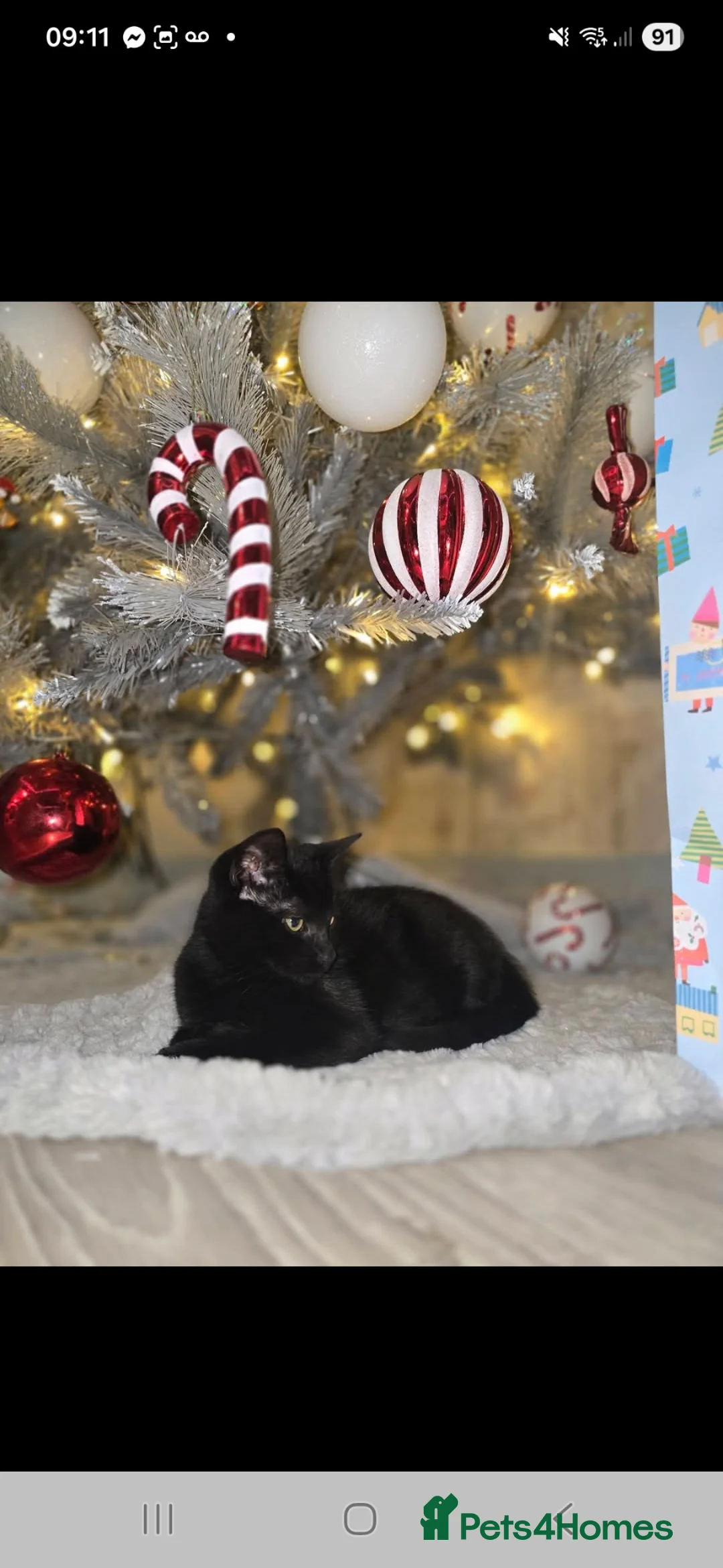 Mixed Breed cats for sale: Binxie in Bedlington - Advert 5
