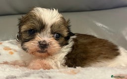 Shihpoo dogs for sale: 2 beautiful girl Shi poo puppies  - Advert 9