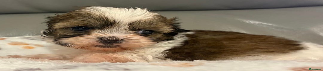 Winnie Shihpoo Puppy 3