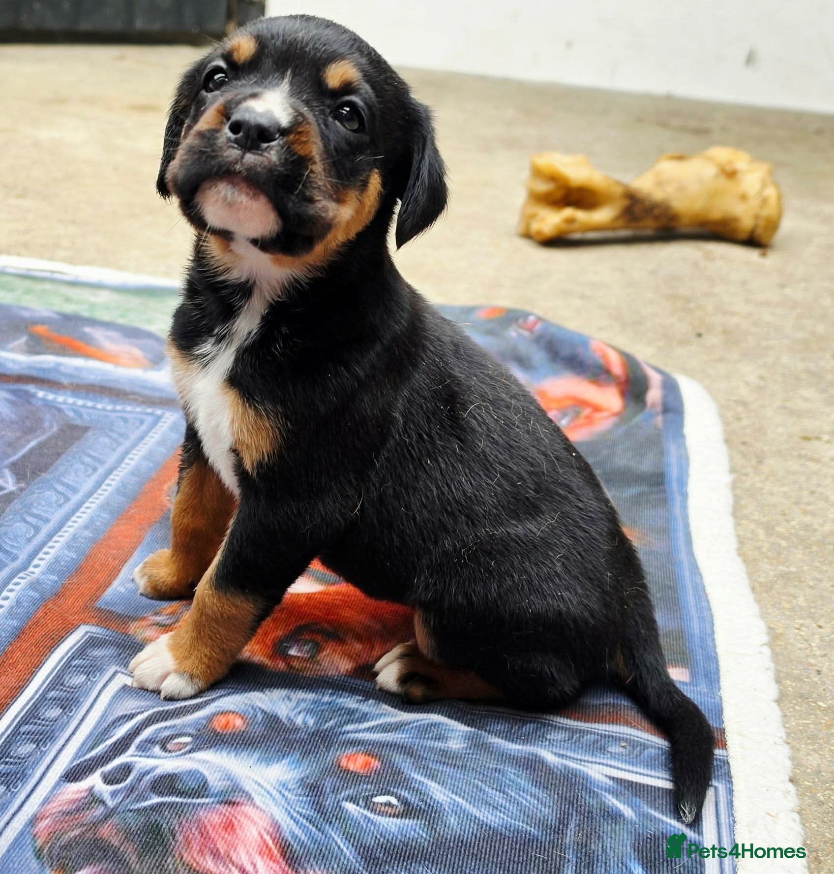 Rottweiler dogs Rottweilerx - Advert 1