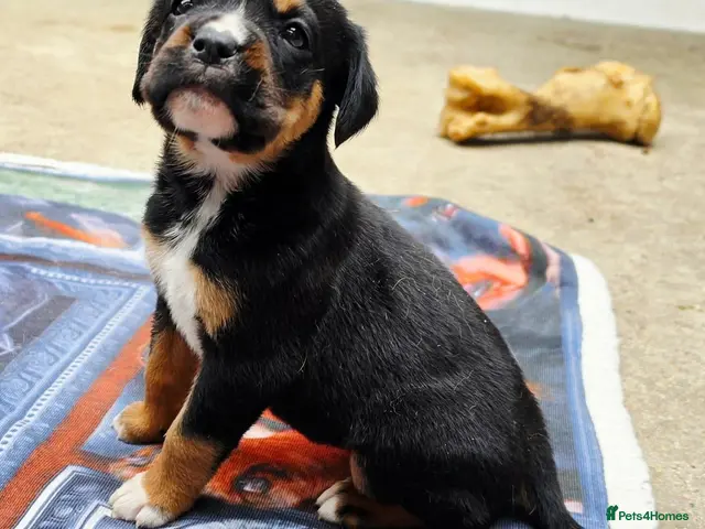 Rottweiler dogs for sale: Rottweilerx - Advert 1