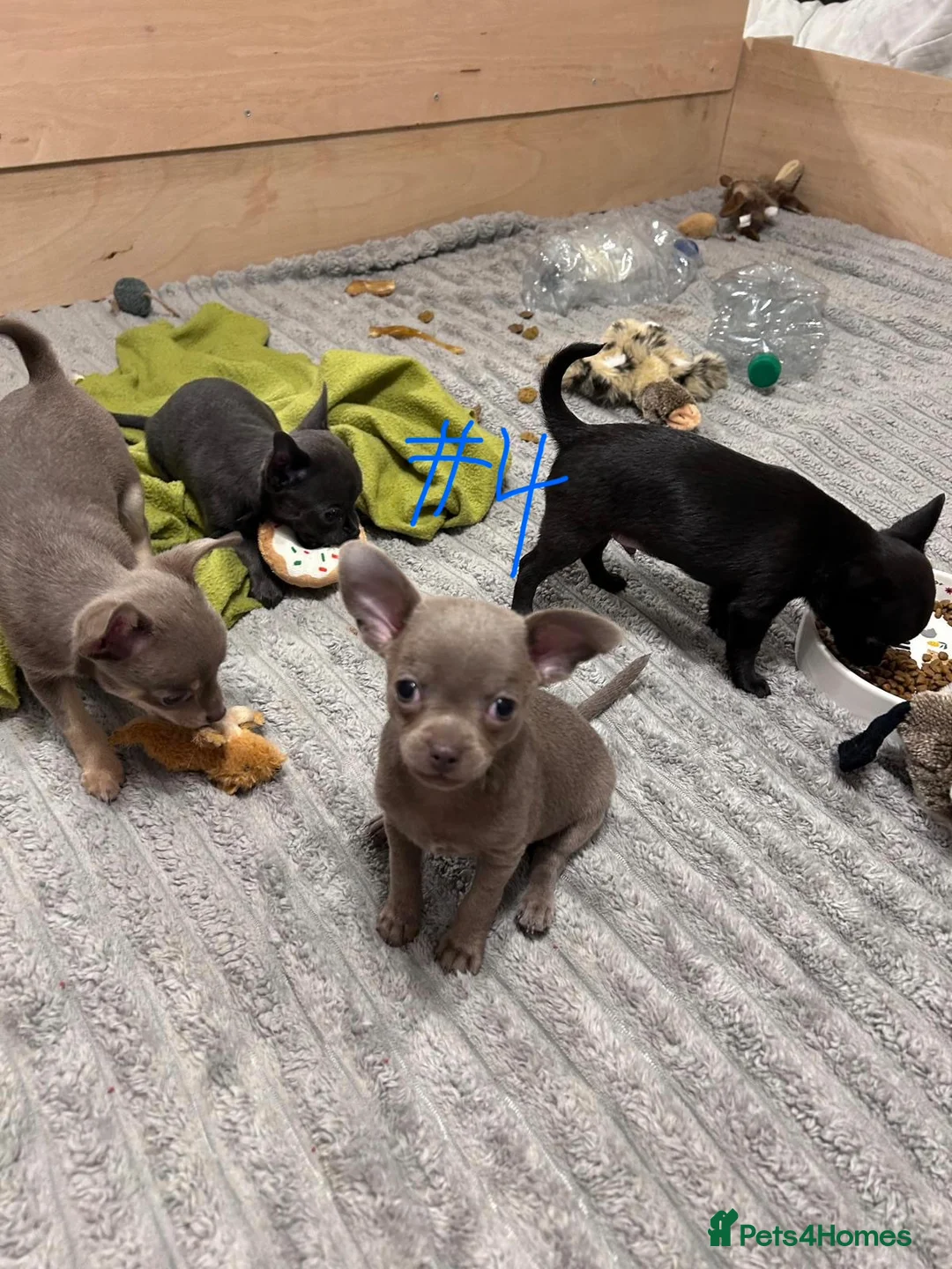 Chihuahua dogs for sale: KC Reg short-hair Chihuahua apple-headed puppies - Advert 30