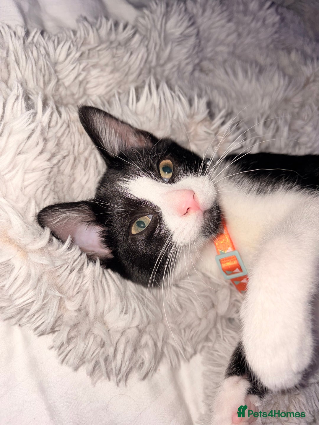 Mixed Breed cats for sale: Two beautiful kittens  - Advert 4