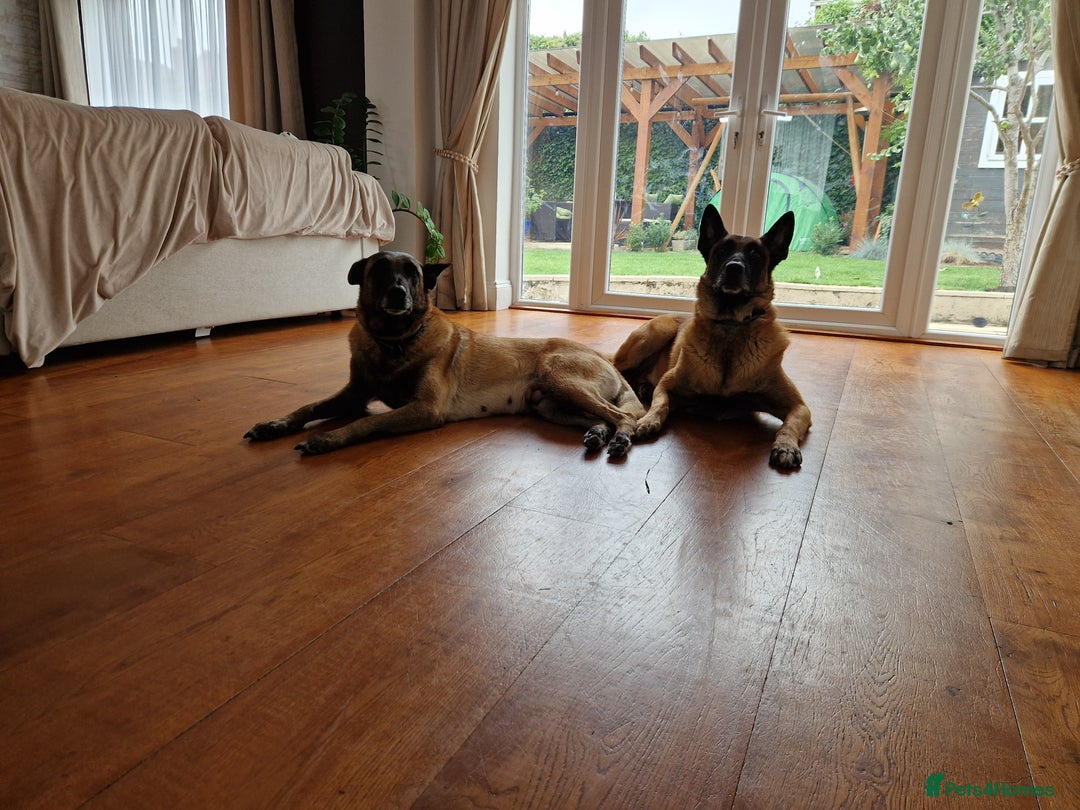Belgian Shepherd Dog dogs for sale: Malinois Puppy for Sale - Pure, Healthy, KC Regist - Image 7
