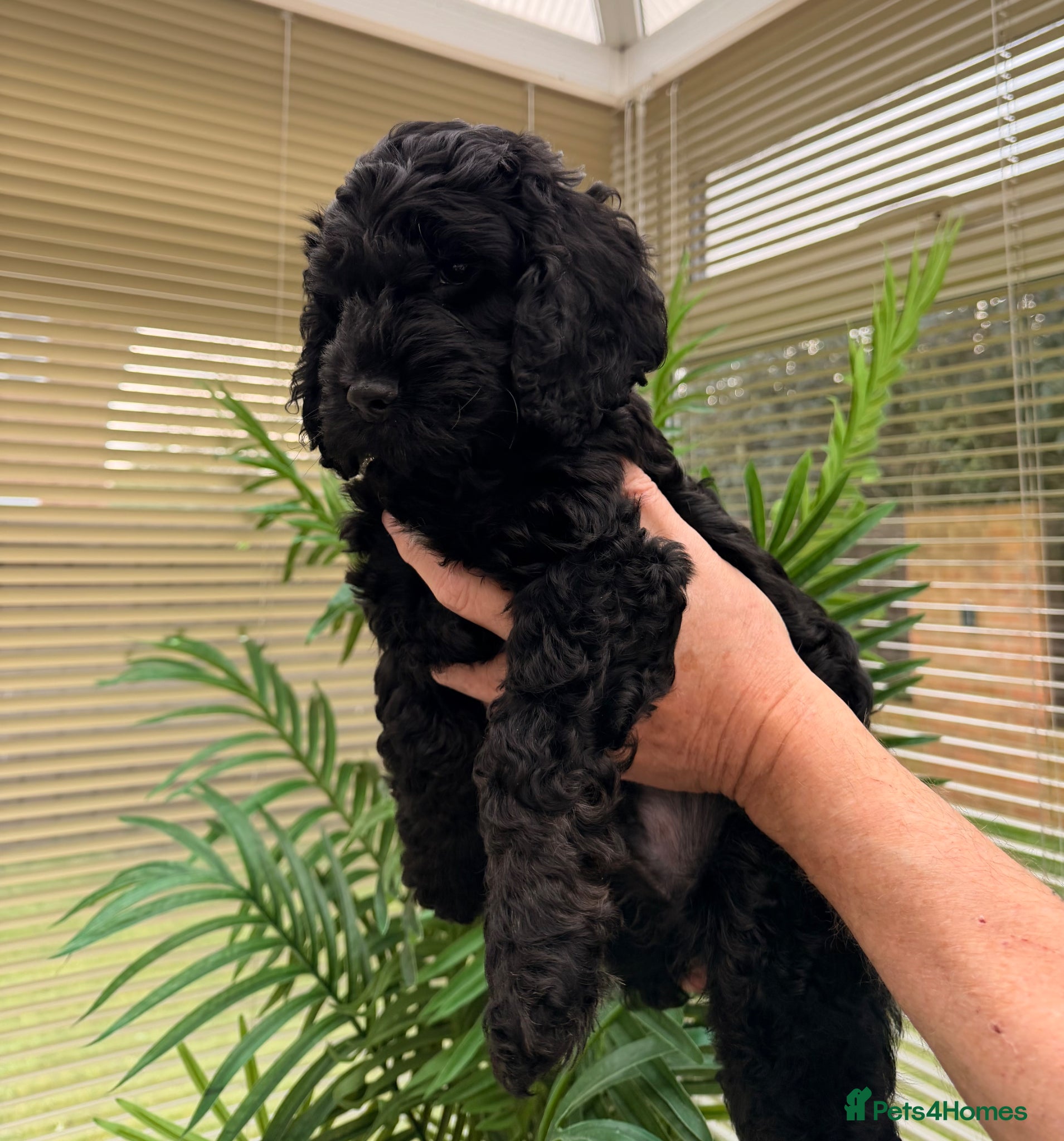 Cockapoo dogs F1 Cockapoo Puppies - Advert 15