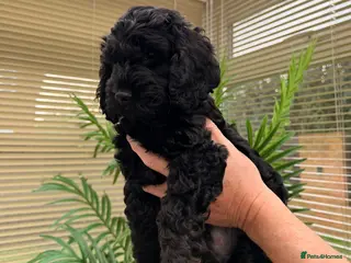 Cockapoo dogs F1 Cockapoo Puppies - Advert 15