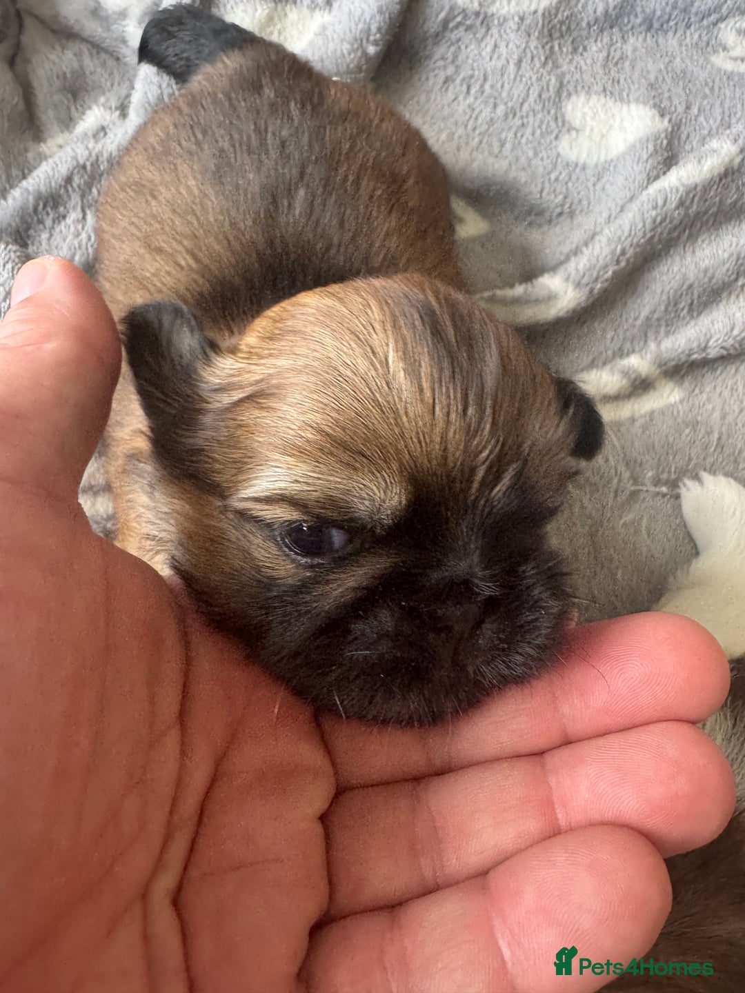 Shih Tzu dogs for sale: Beautiful Shih Tzu Pups - Image 12