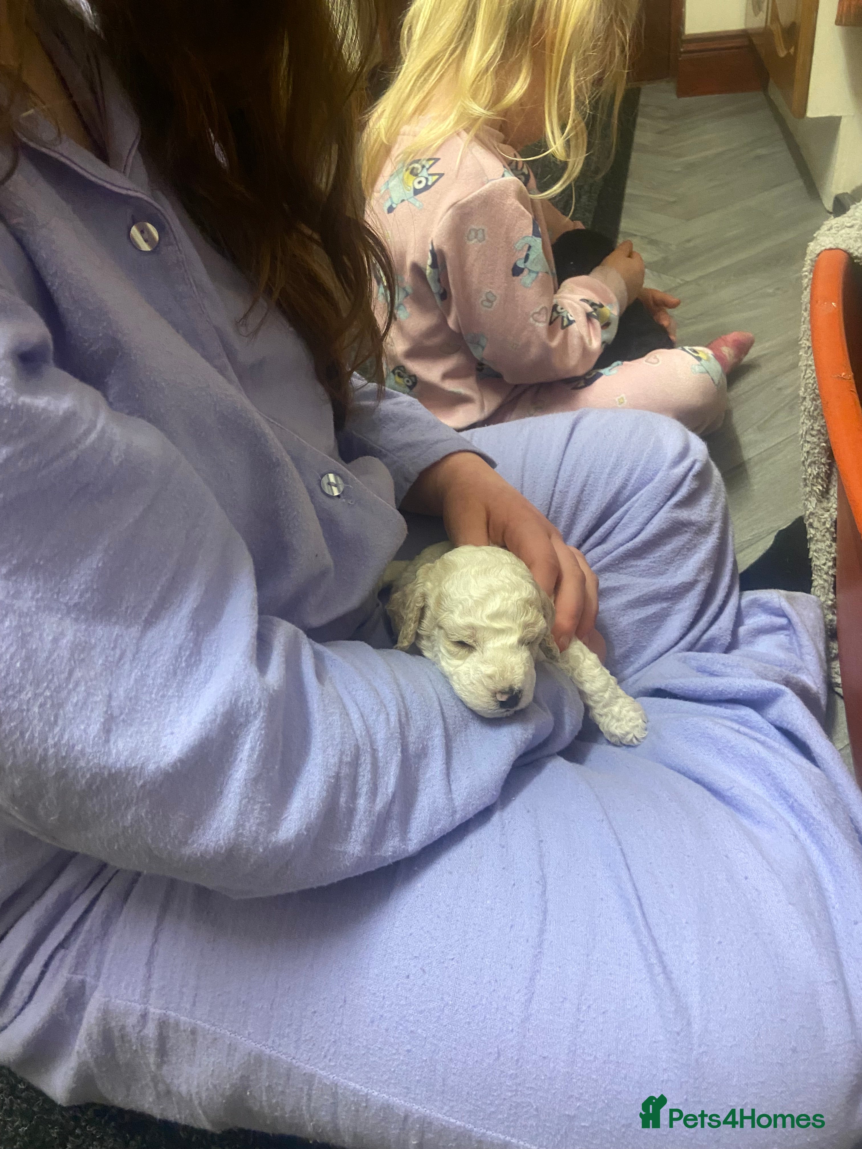 Cockapoo dogs F1B TOY COCKAPOOS - Advert 2