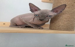 Sphynx cats for sale: 2 male sphynx cats - Image 1