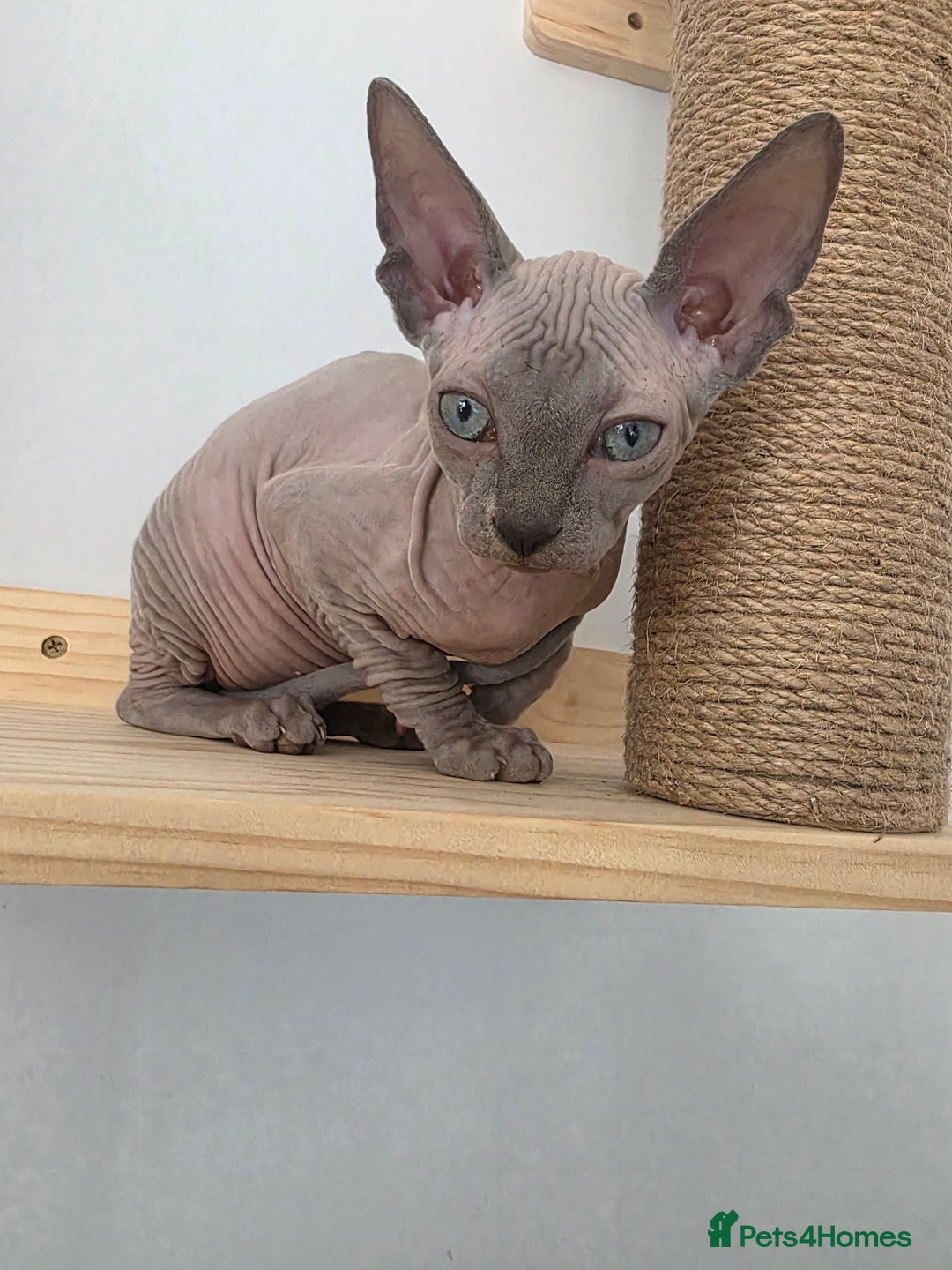 Sphynx cats for sale: 2 male sphynx cats - Image 1