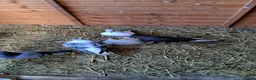 Pigeons birds for sale: 9 pigeons in Cannock - Advert 4