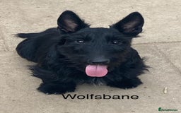 Scottish Terrier dogs for sale: Scottish terrier puppies - Advert 5