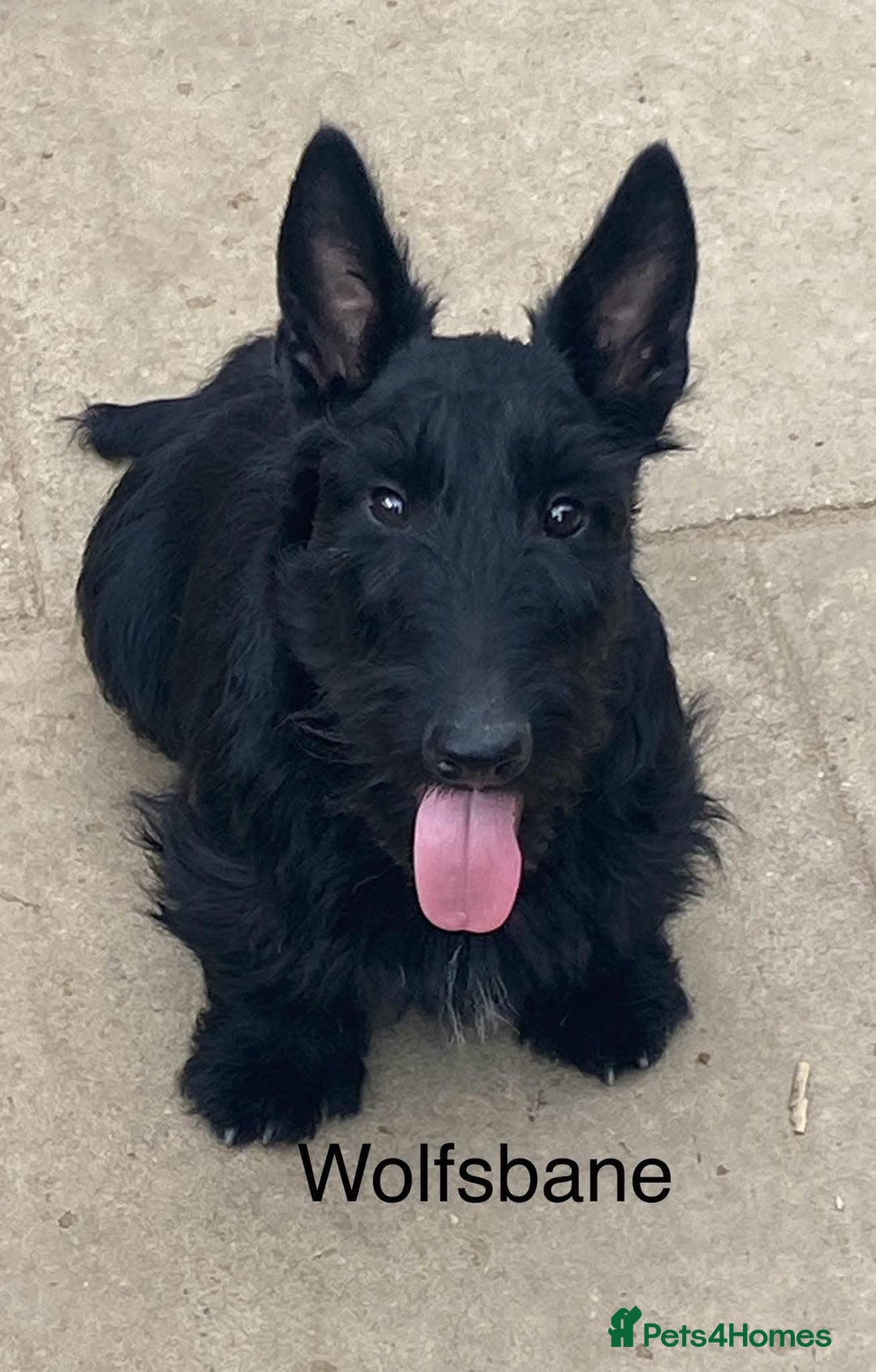 Scottish Terrier dogs for sale: Scottish terrier puppies - Advert 5