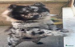 Chow Chow dogs for sale: Male Merle chow chow  - Image 3