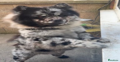 Chow Chow dogs - Advert 4