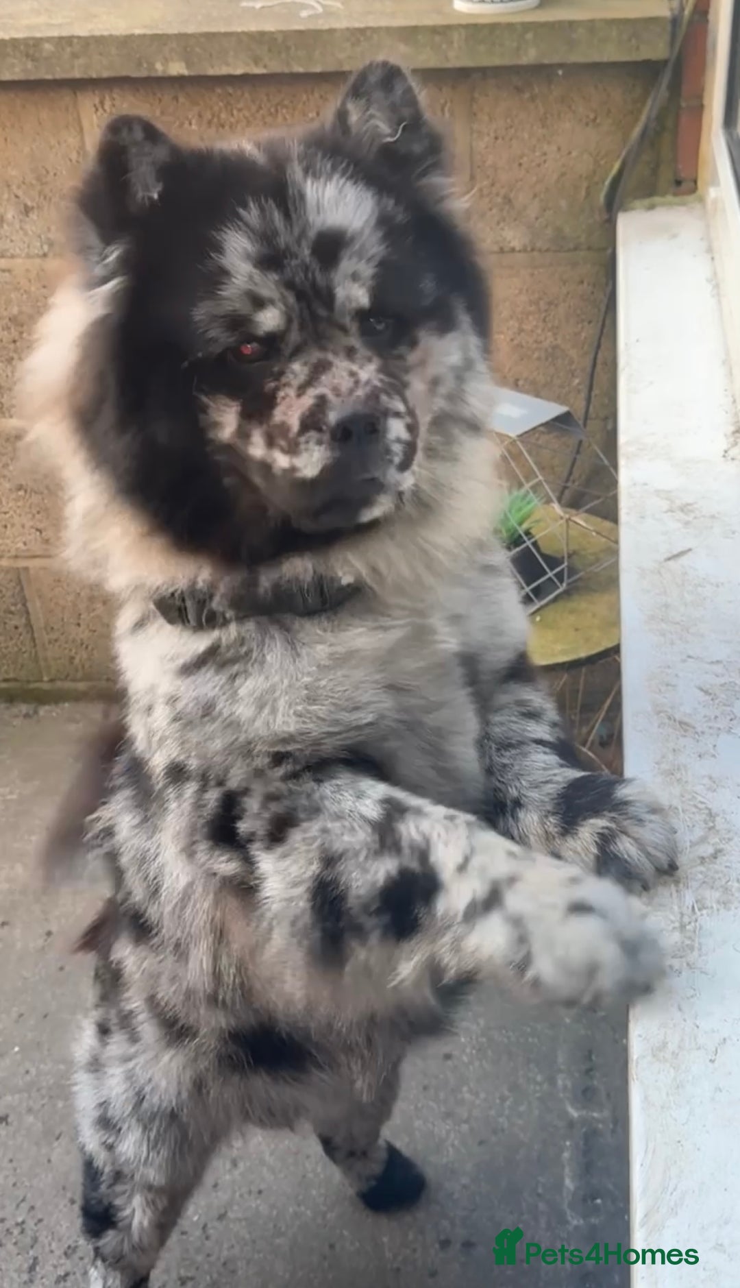 Chow Chow dogs for sale: Male Merle chow chow  - Image 3