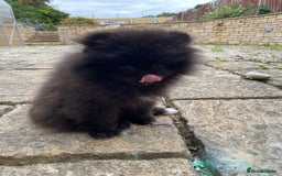 Pomeranian dogs for sale: Gorgeous tiny male Pomeranian puppy - Rocko - Image 7