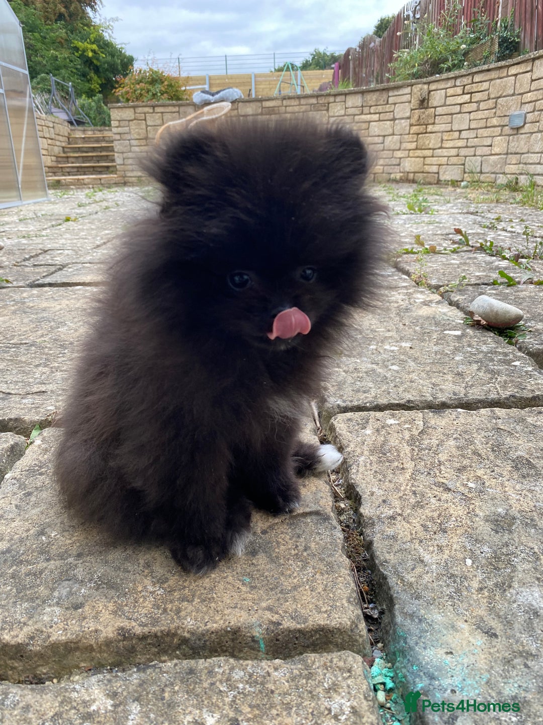Pomeranian dogs for sale: Gorgeous tiny male Pomeranian puppy - Rocko - Image 7