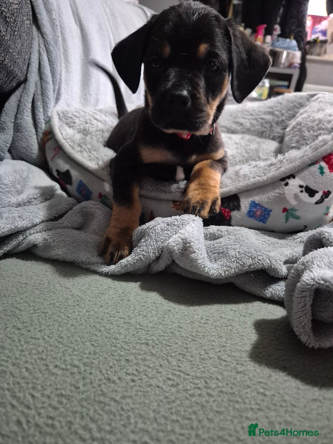 Mixed Breed dogs for sale: puppies  - Advert 4