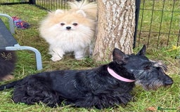 Pomeranian dogs for adoption: Mia – Just a Little Body, Carrying So Much Pain - Image 7