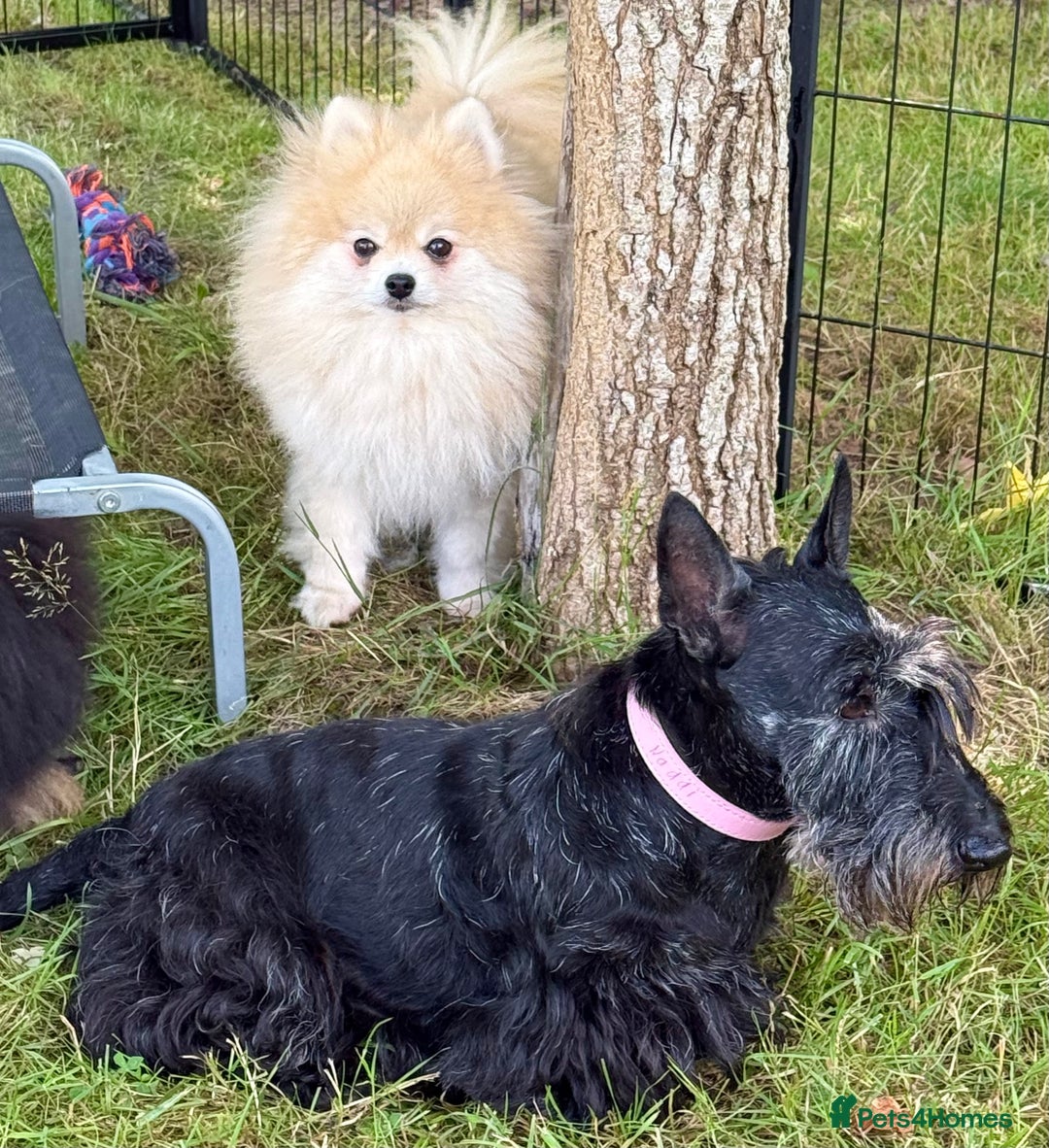 Pomeranian dogs for adoption: Mia – Just a Little Body, Carrying So Much Pain - Image 7
