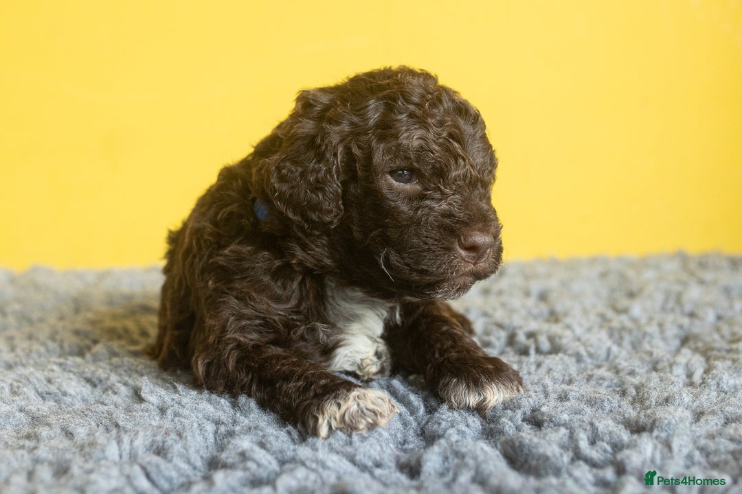 Lagotto Romagnolo dogs for sale: Lagotto Romagnolo Puppies - Pedigree KC Litter - Image 10