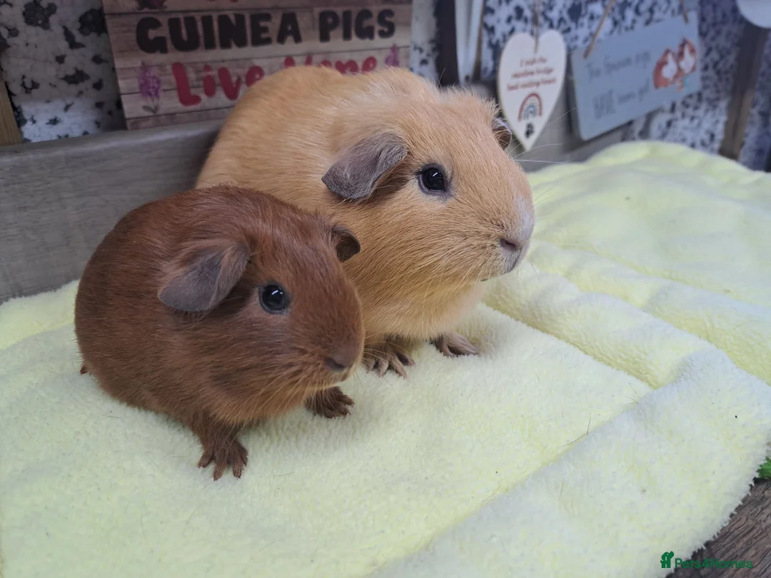 Guinea Pig rodents for sale: Two Girl Guinea pigs - Leeds LS27  - Advert 2