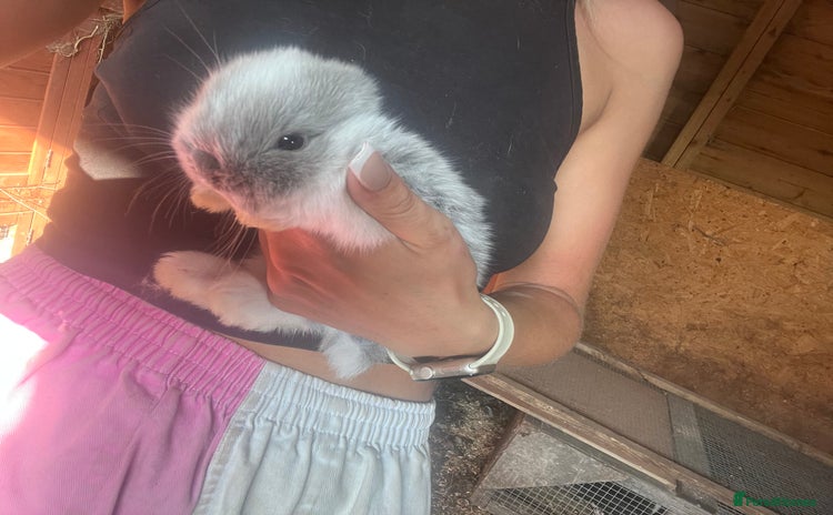 Mini Lop rabbits - Advert 16