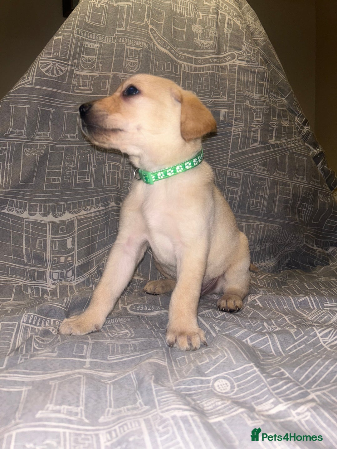 Labrador Retriever dogs for sale: 8 Labrador puppies for sale 🤍 - Advert 25