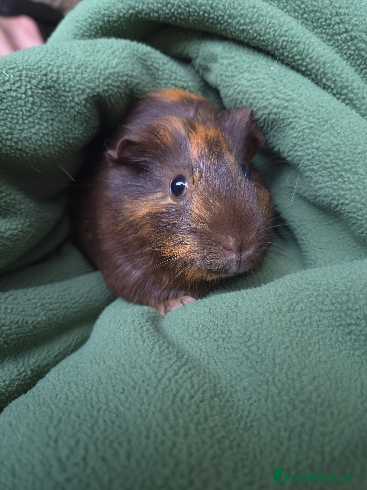 Guinea Pig rodents Female Guinea Pig for sale - Advert 18