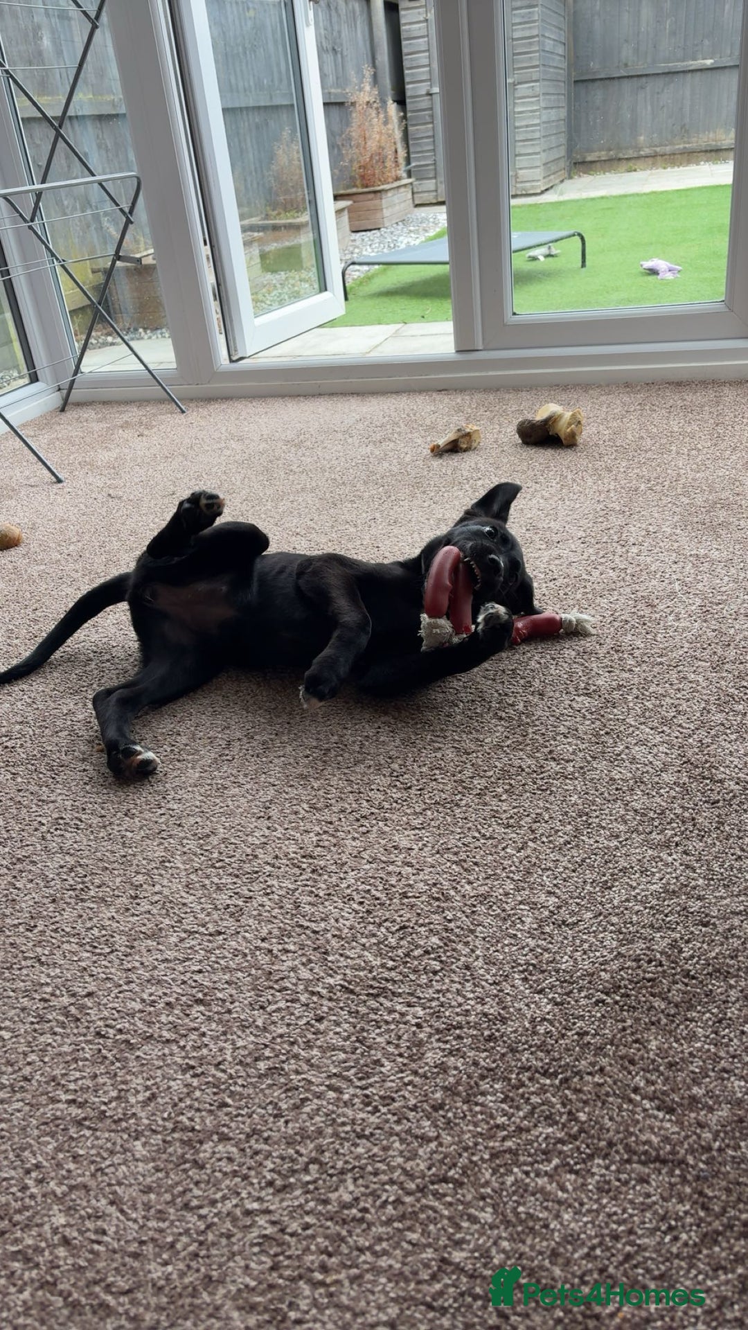 Mixed Breed dogs for sale: Peggy - Advert 2