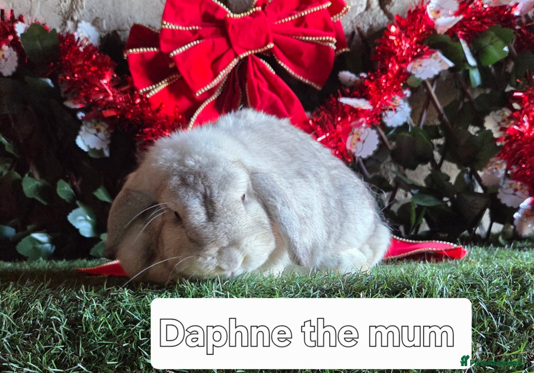 Mini Lop rabbits for sale: Pure mini lop babies  - Advert 18