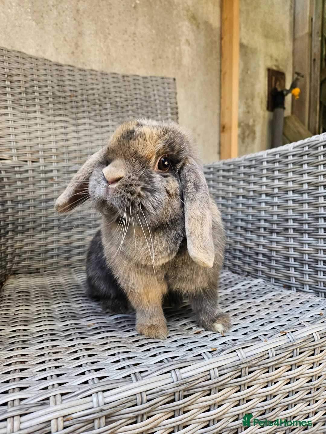 Mini Lop rabbits for sale: Female mini lop - Advert 1