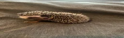 Pygmy Hedgehog rodents for sale: 3 Adorable 8-Week-Old Baby Hedgehogs Ready  - Advert 2