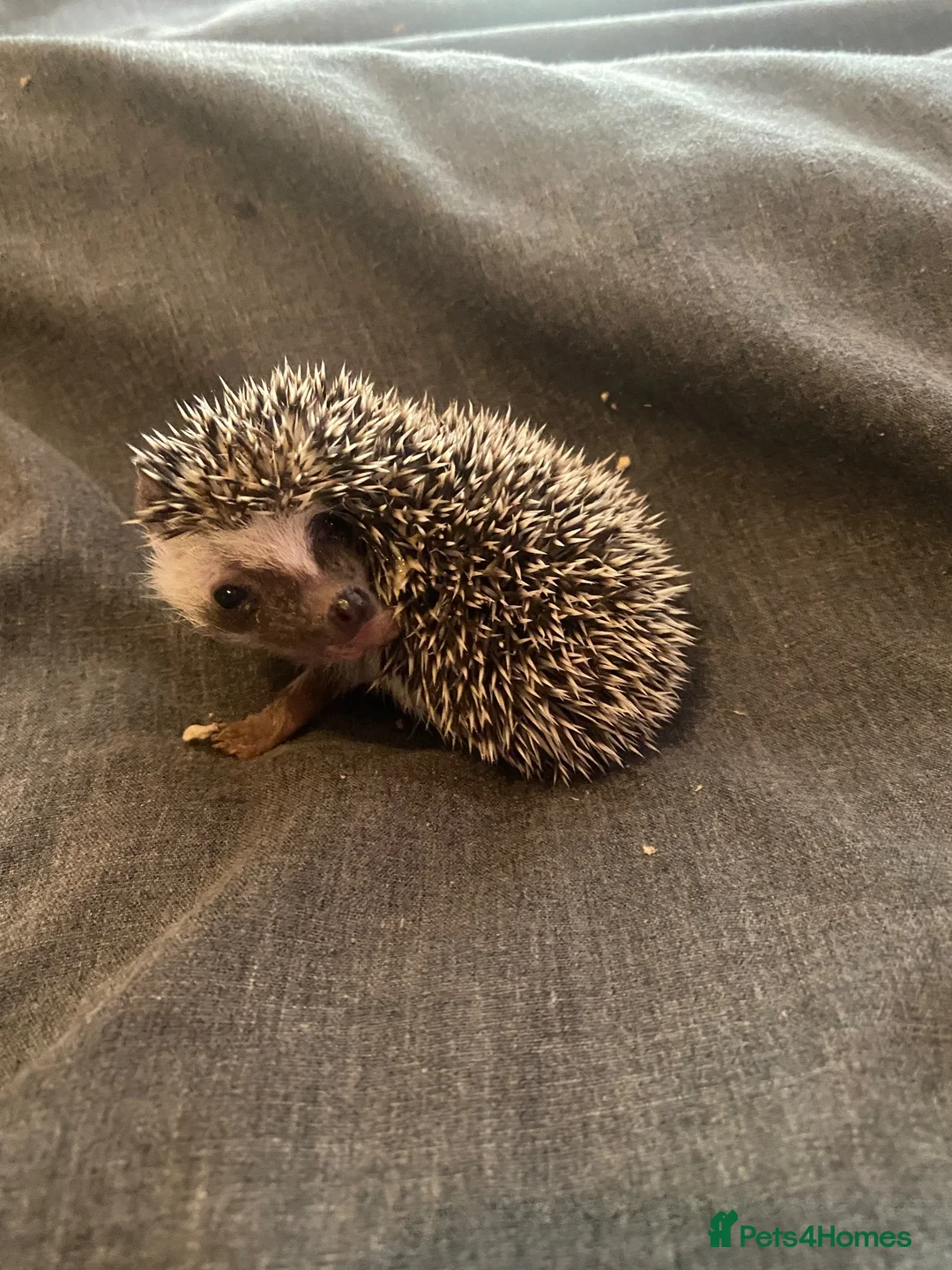 Pygmy Hedgehog rodents for sale: 3 Adorable 8-Week-Old Baby Hedgehogs Ready  - Advert 2