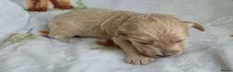 Goldendoodle dogs for sale: Health tested Australian Double Doodles - Advert 24