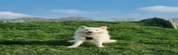 Alaskan Malamute dogs for sale: Alaskan Malamute Puppies – Loving Family Raised in Craven Arms - Advert 12
