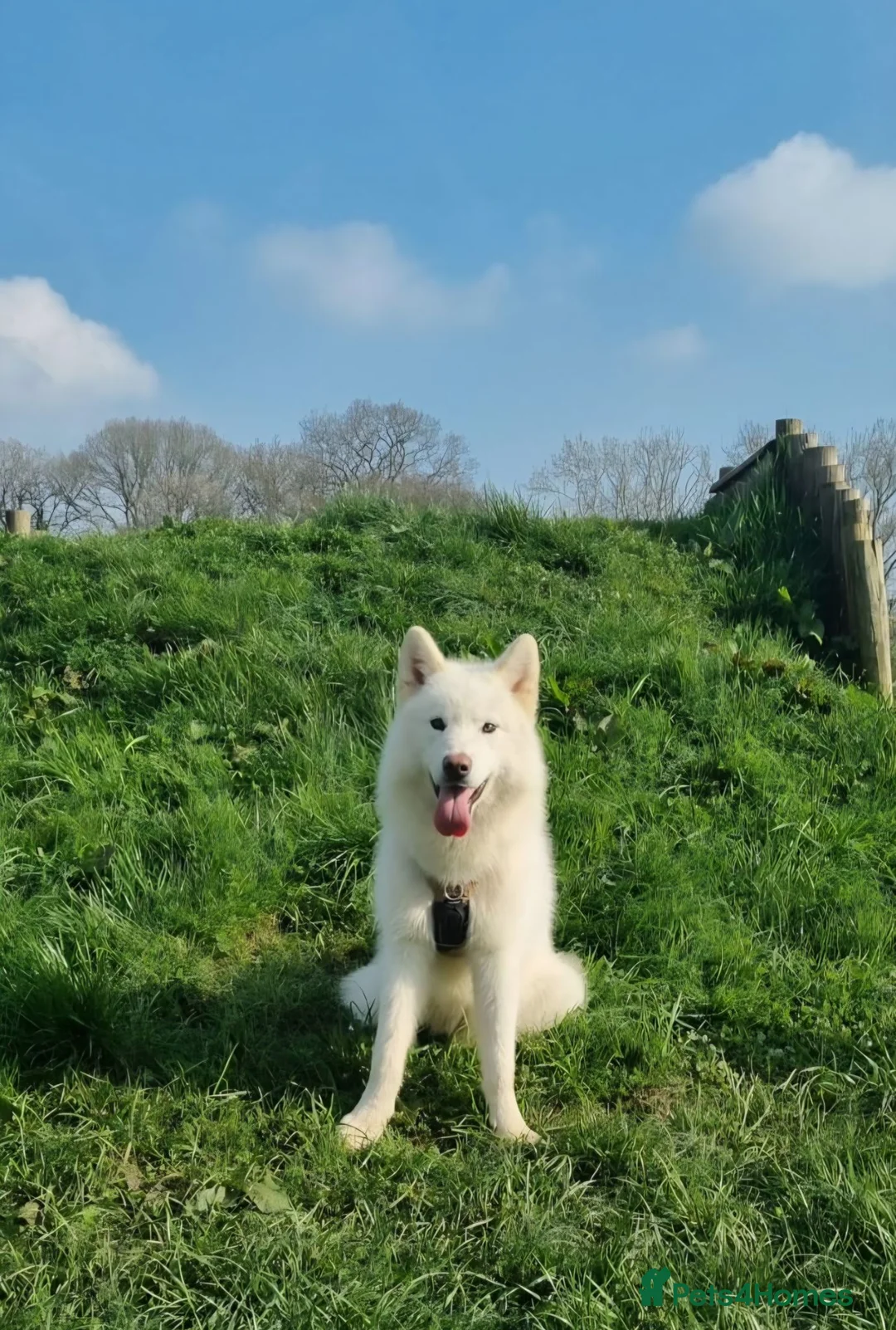 Alaskan Malamute dogs for sale: Alaskan Malamute Puppies – Loving Family Raised in Craven Arms - Advert 12