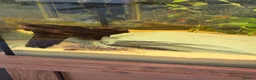 Other/Mixed Breed fish for sale: Various fish  in Grantham - Advert 2