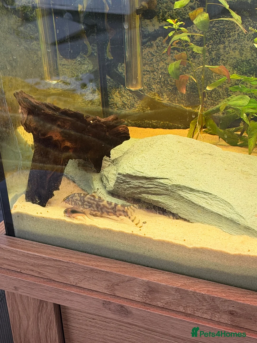Other/Mixed Breed fish for sale: Various fish  in Grantham - Advert 2