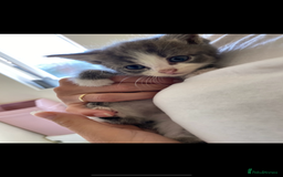 British Longhair cats for sale: 8 fluffy kittens  - Image 6