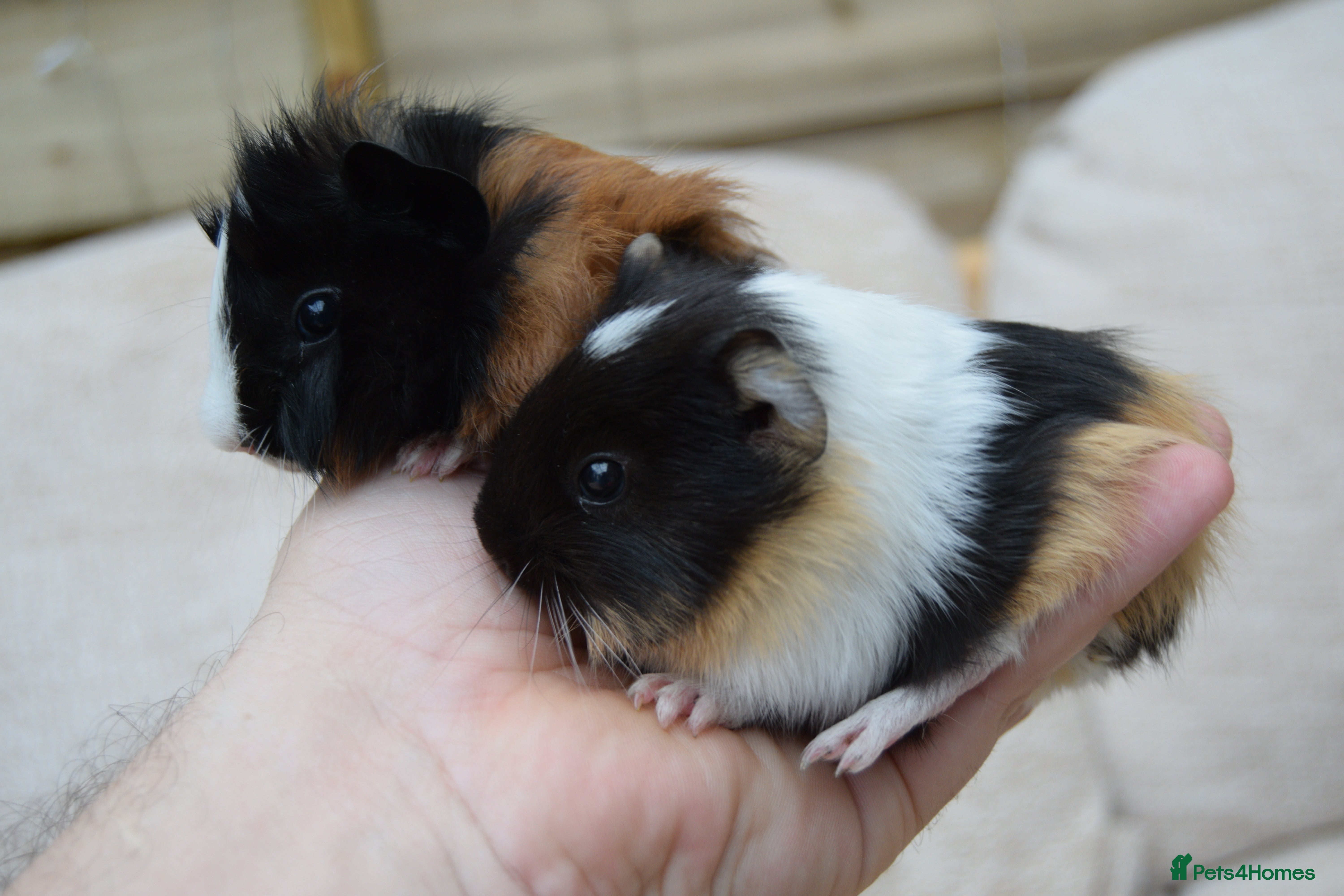 Guinea Pig rodents Baby Guinea pig's Boys in Sunbury-on-Thames - Advert 7