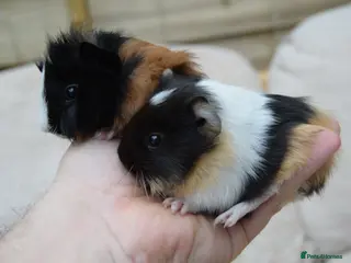 Guinea Pig rodents Baby Guinea pig's Boys in Sunbury-on-Thames - Advert 1