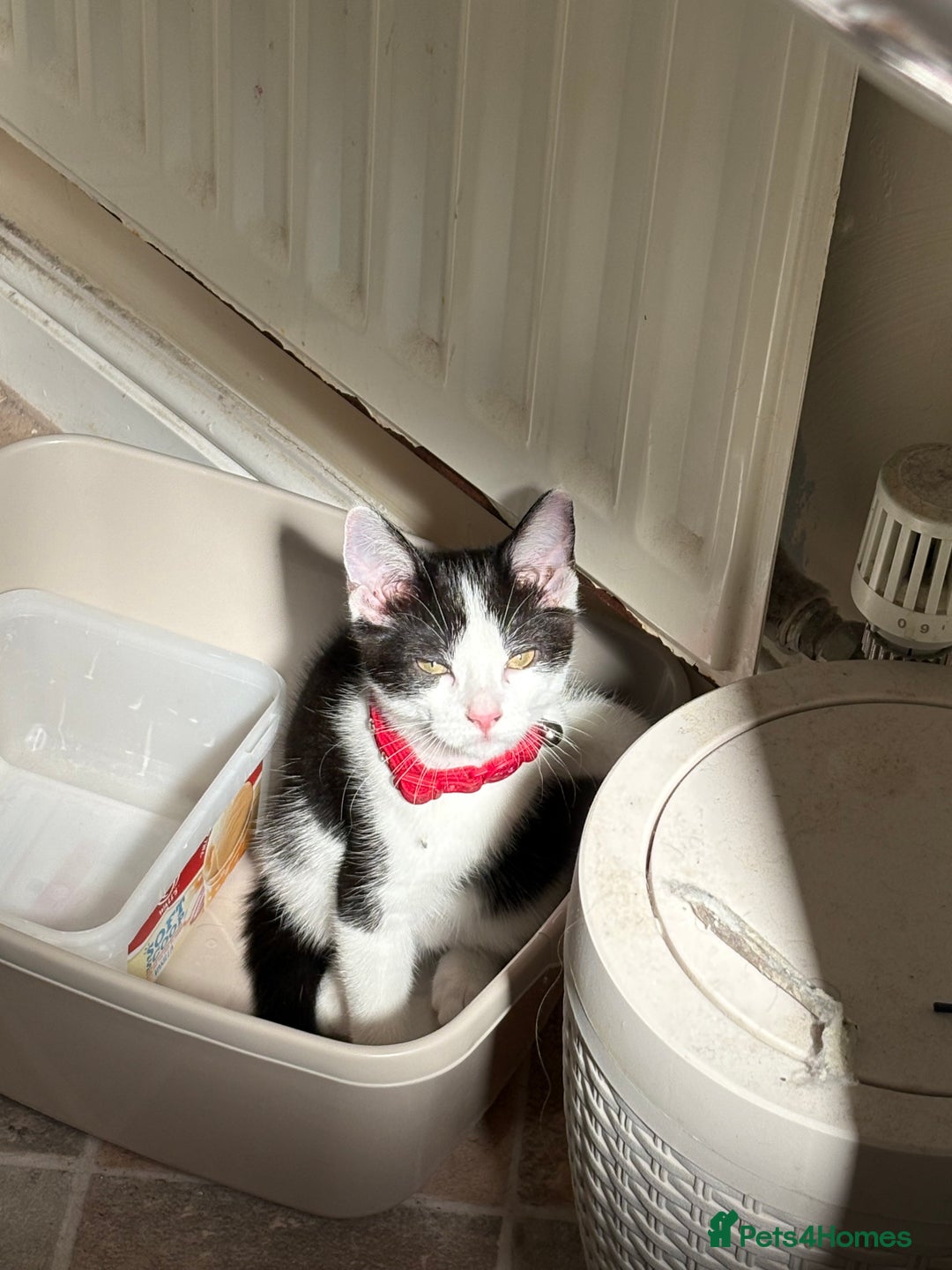 Domestic Shorthair cats for sale: 2 kittens available  - Image 4